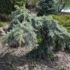 Spruce Blue Pendula Weeping #6 - Image 2